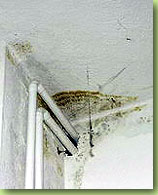 Gutachten &uuml;ber Schimmelpilze